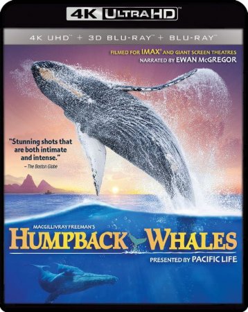 Humpback Whales 4K (2015) Ultra HD 2160p REMUX